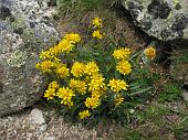 10 Senecio incanus spp. insubricus